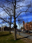 Harvard Square & Harvard Yard