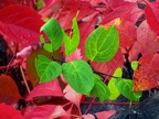 Red and green leaves