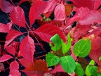 Red and green leaves