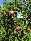 Apple tree - close up