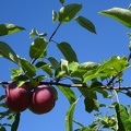 Apple tree - close up