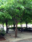 Kendall Square trees