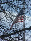Flag behind the branches