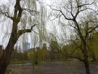 Boston Public Garden - weeping willows