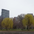Boston Public Garden - weeping willows