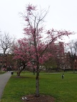 Signs of spring - Boston Public Garden