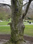 Tree trunk - close up