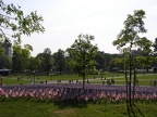 Memorial Day Flag Display at Boston Common