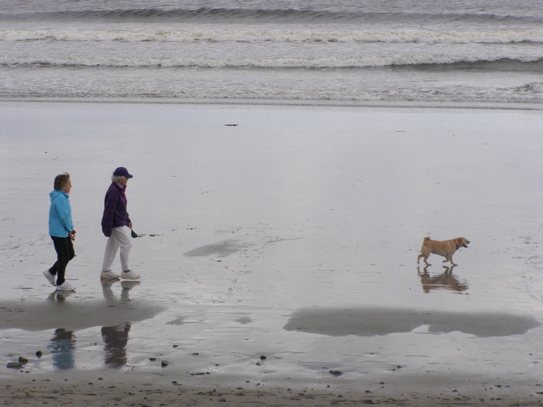 Dog walkers on the beach
