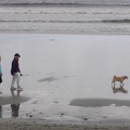 Dog walkers on the beach