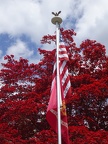 Red tree and flags