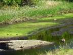 Ducks on Saugus River