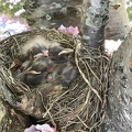 Baby birds