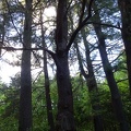 Sunlight thru the trees