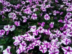 Purple & white flowers