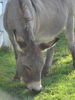 Donkey at Richardson's Ice Cream