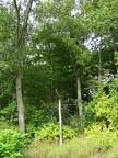 Trees near Fellsmere Pond