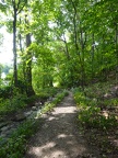 Woodsy path