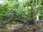 Fallen tree
