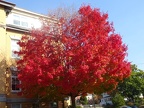 Pretty tree at The Glenwood apartment building