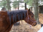 Horse w/ braids