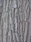 Tree close-up