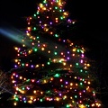 Christmas tree at Stone Zoo