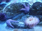 Starfish and anemone