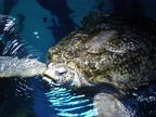 Myrtle the turtle