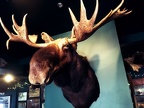 Harraseeket Inn - moose