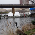 Goose at Assembly Row