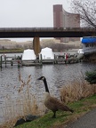 Goose at Assembly Row