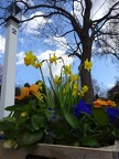 Daffodils close-up