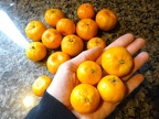Baby oranges