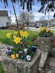 Daffodils at World War I Memorial