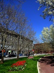 Christopher Columbus Park - tulips