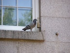 Pigeon