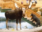 Moose