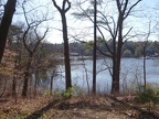 Trees by Mystic Lake