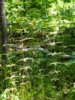 Ferns