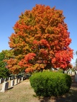 Red tree