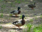 Ducks