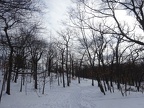 Trees near Fellsmere Pond