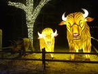 Buffalo