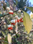 Berries