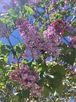 Purple flowers