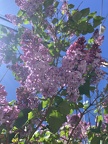 Purple flowers