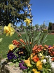 Devir Park flowers