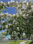 Flowering branches